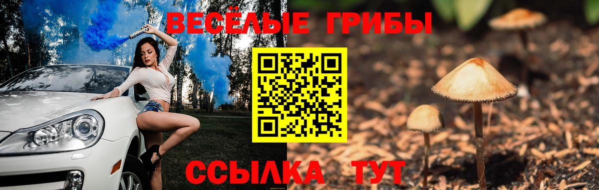 Галлюциногенные грибы Psilocybine cubensis Киселёвск